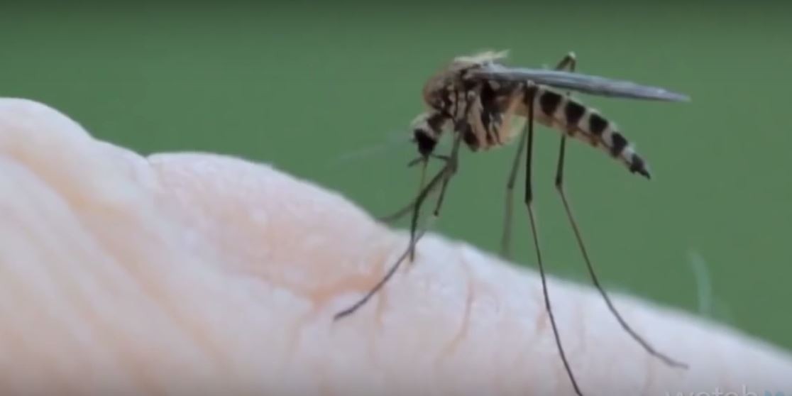 mosquito