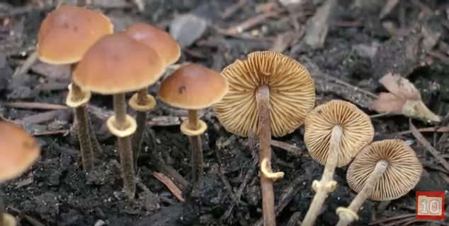 mushrooms