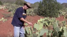 prickly pear food