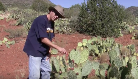 prickly pear food