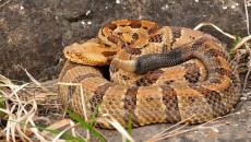 Timber rattlesnake