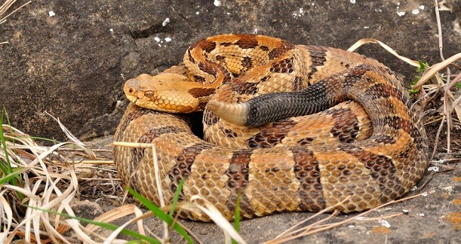 Timber rattlesnake