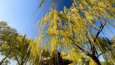 Willow tree