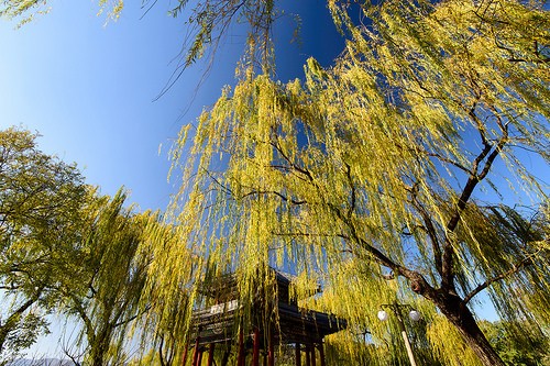 Willow tree