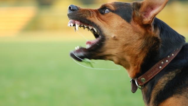angry dog
