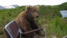 bear sits next to guy