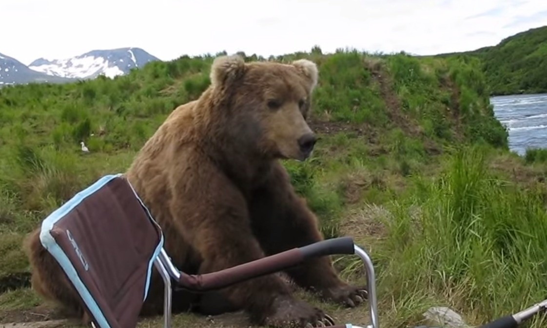 bear sits next to guy