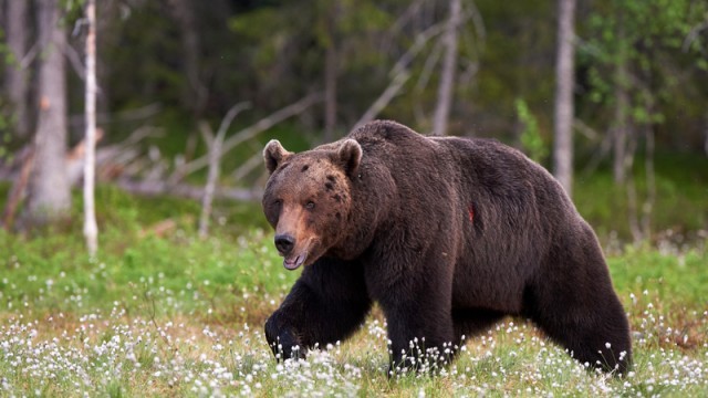 brown bear in the forest