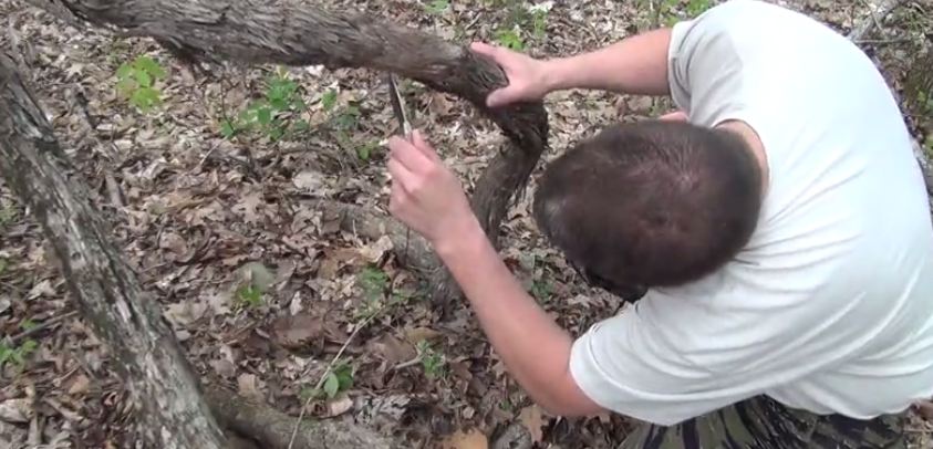 cutting into the grape vine