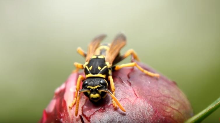 deter wasps