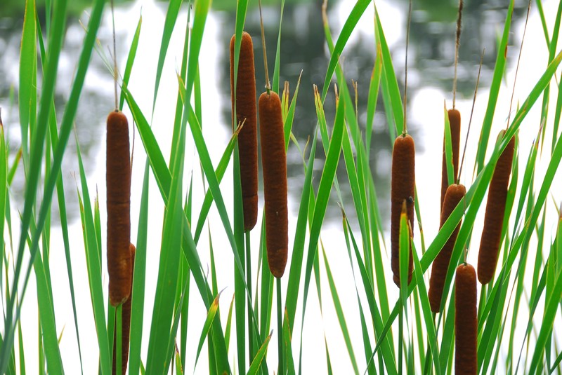 cattails