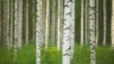 birch forest