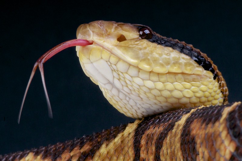 venomous snake