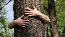 hugging a tree