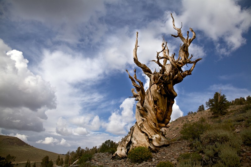 ancient tree