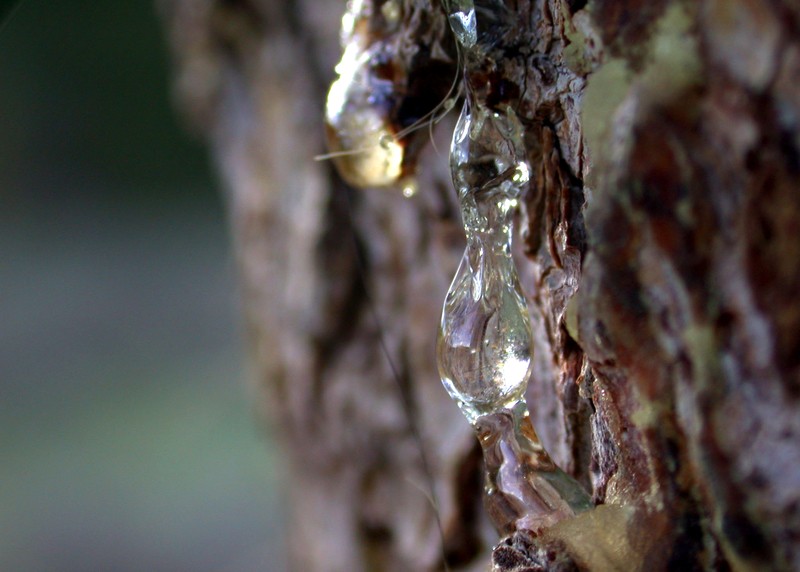 pine sap