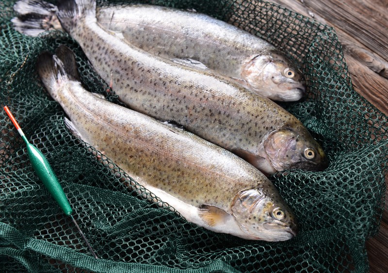 fresh trout