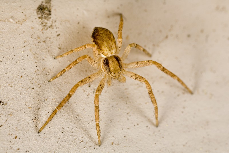 sac spider