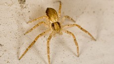 sac spider