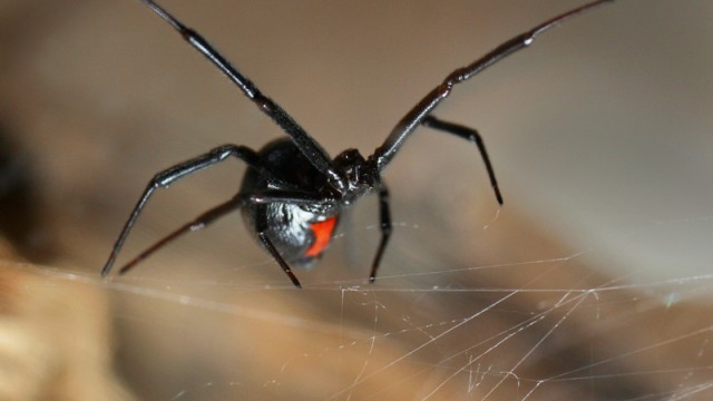 black widow spider