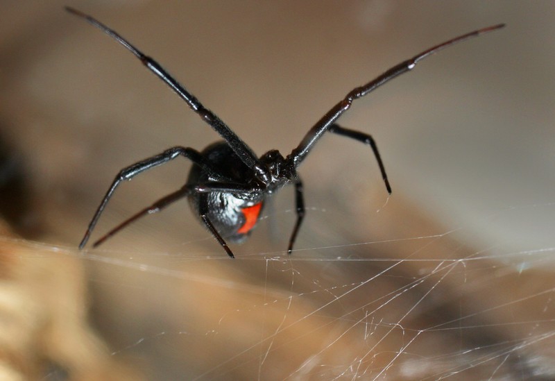 black widow spider