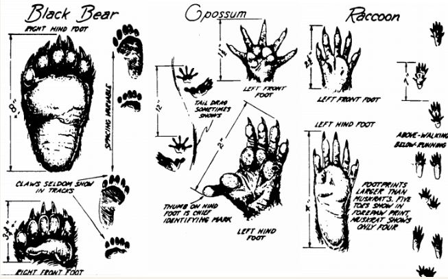 five finger tracks bears