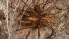 hobo spider in woods