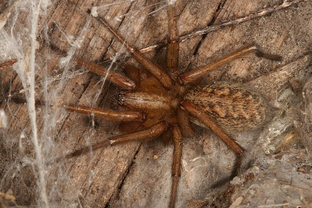 hobo spider in woods