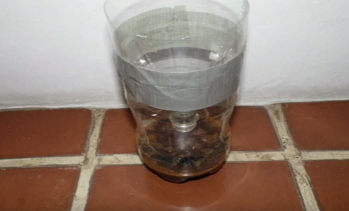 mosquito trap