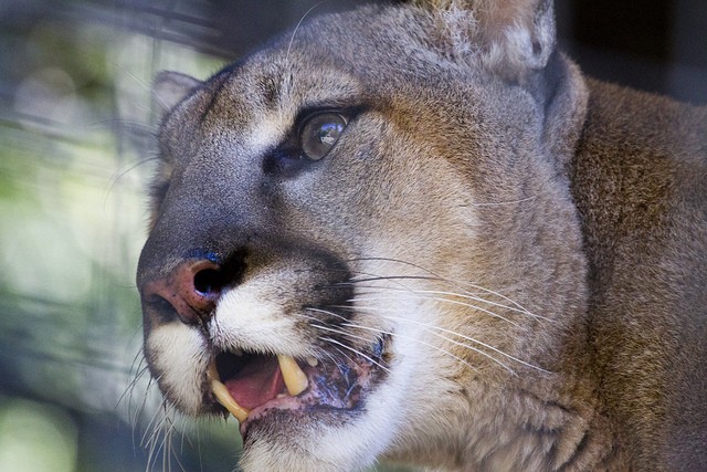 mountain lion