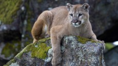 mountain lion