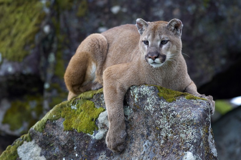 mountain lion