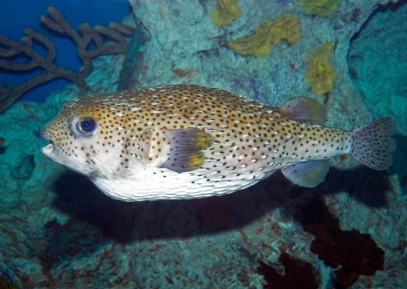 puffer fish