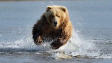 running bear