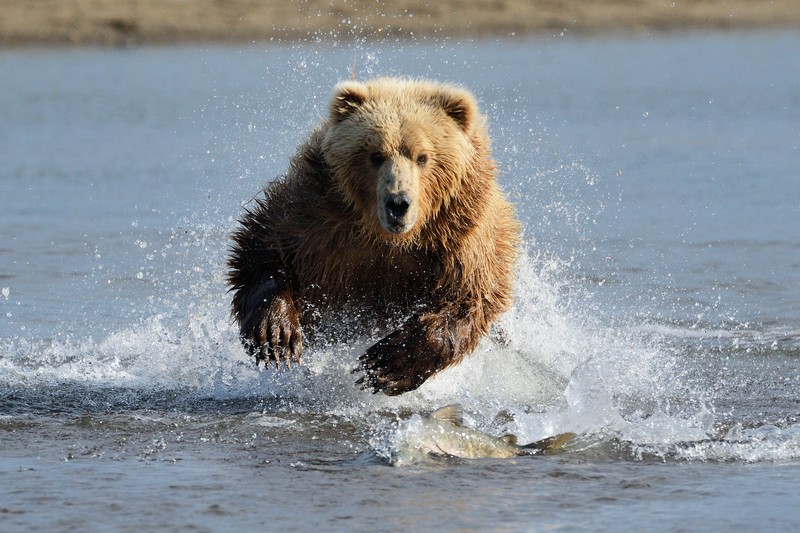 running bear