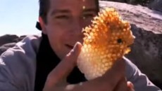 Bear Grylls with honeycomb