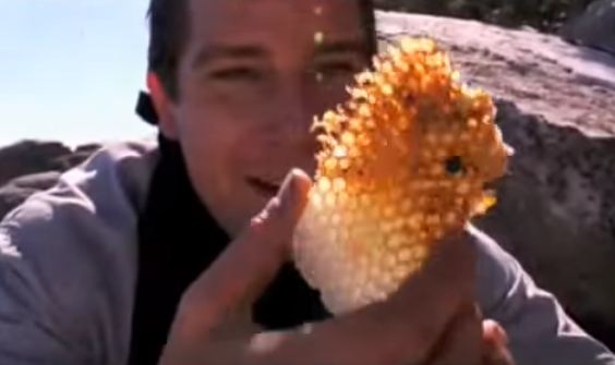 Bear Grylls with honeycomb