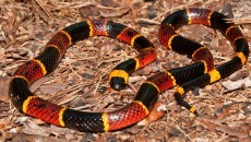 Eastern coral snake