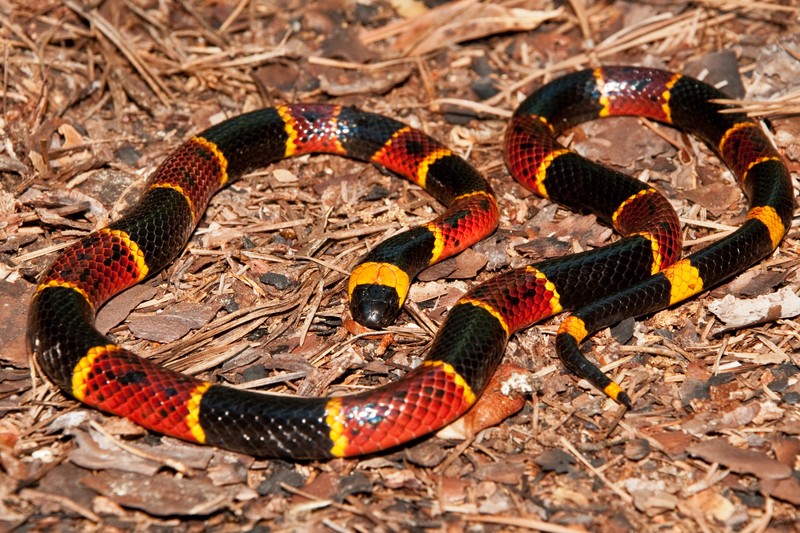 Eastern coral snake