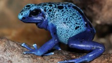 poisonous frog