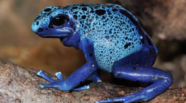 poisonous frog