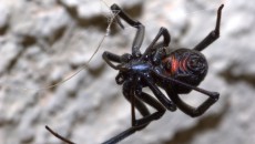 black widow spider