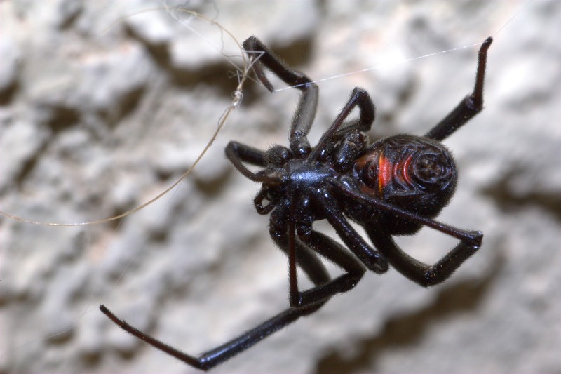 black widow spider