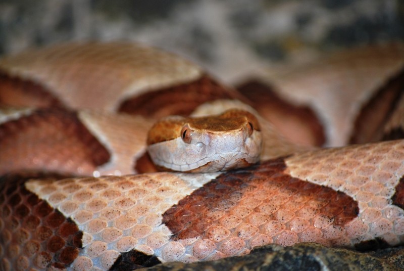 copperhead snake