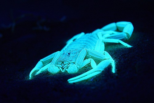 deathwalker scorpion