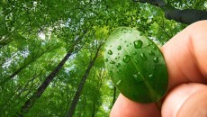 man holding up leaves