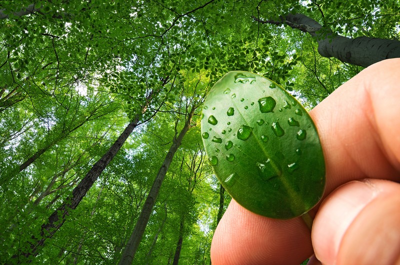 man holding up leaves