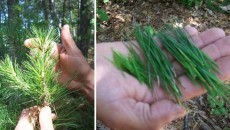 pine needle tea