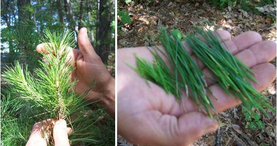 pine needle tea