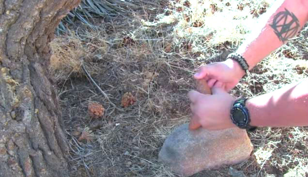 pine nuts from a pine tree